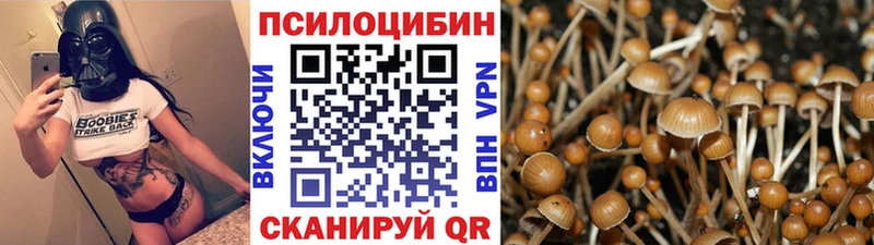 мега сайт  Бежецк  Псилоцибиновые грибы Psilocybe 